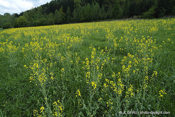 agriculture